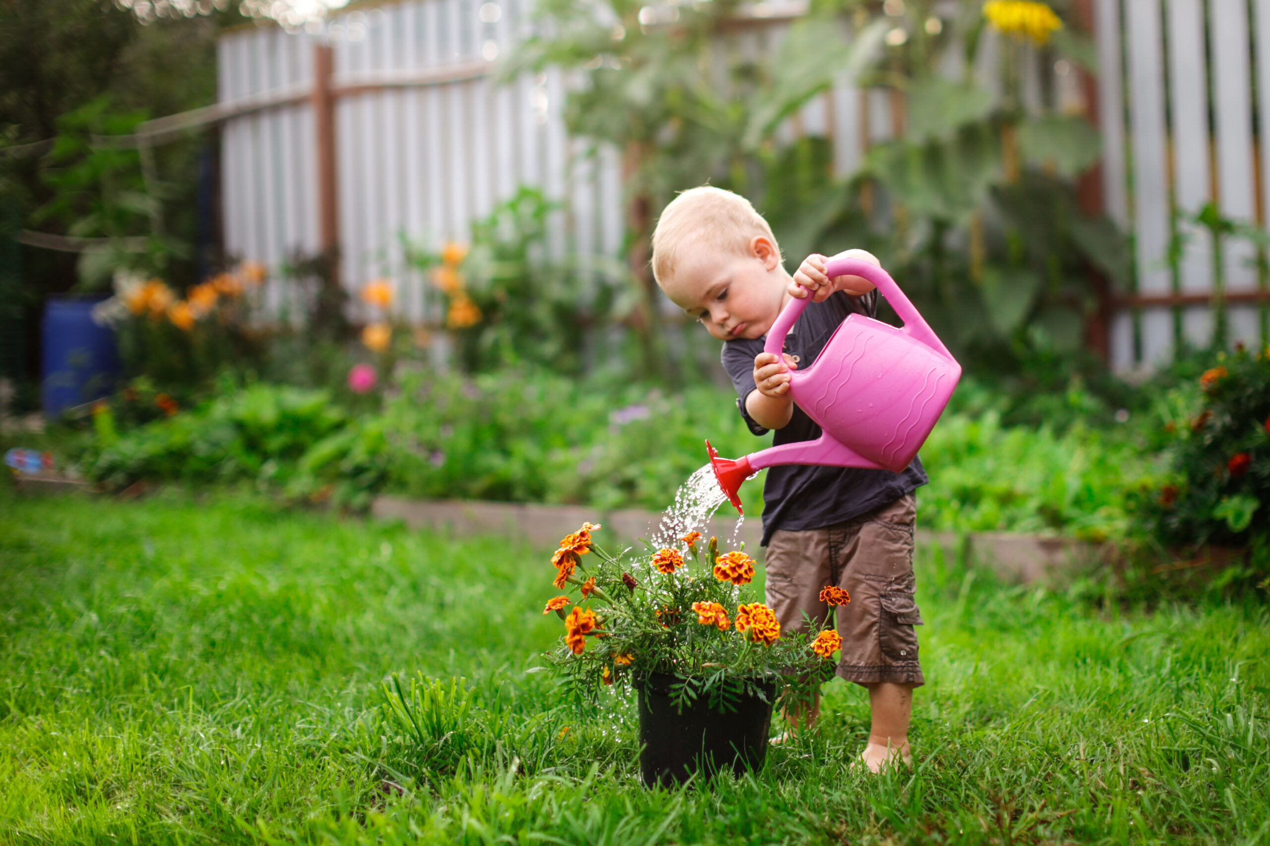 Barn vander blomster med lyserød vandkande