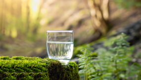 Glas med rent vand i skovbunden