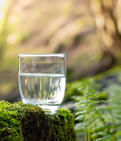 Glas med rent vand i skovbunden