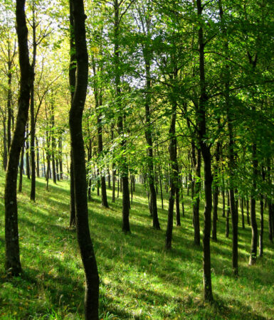Skov